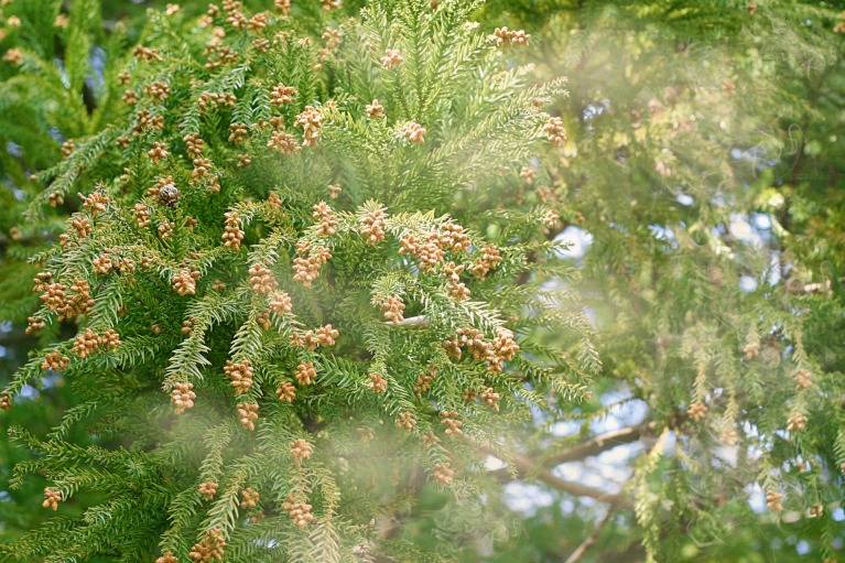 花粉症対策